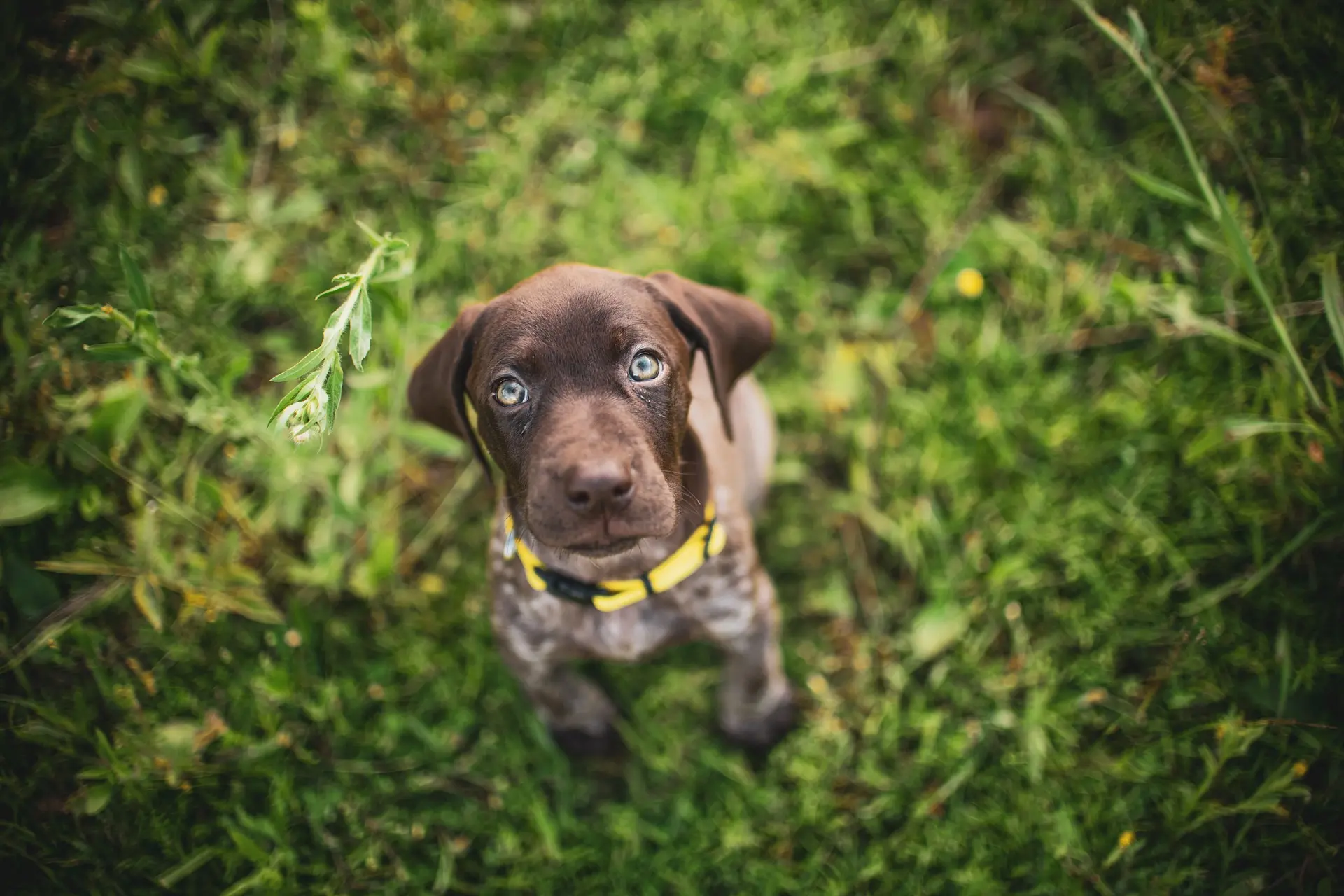 best collars